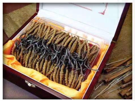 酉阳冬虫夏草回收